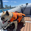 VENTURE DOG PFD - Jet PilotJA23014 - Orange - S